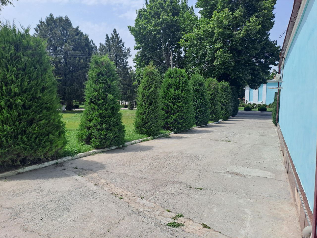 Kombinat xiyoboni va sarv daraxtlari