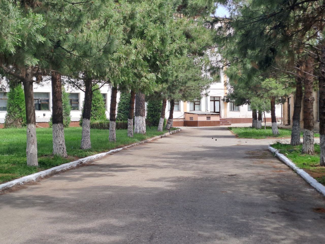 Kombinat hududidagi manzarali archazor yo‘li