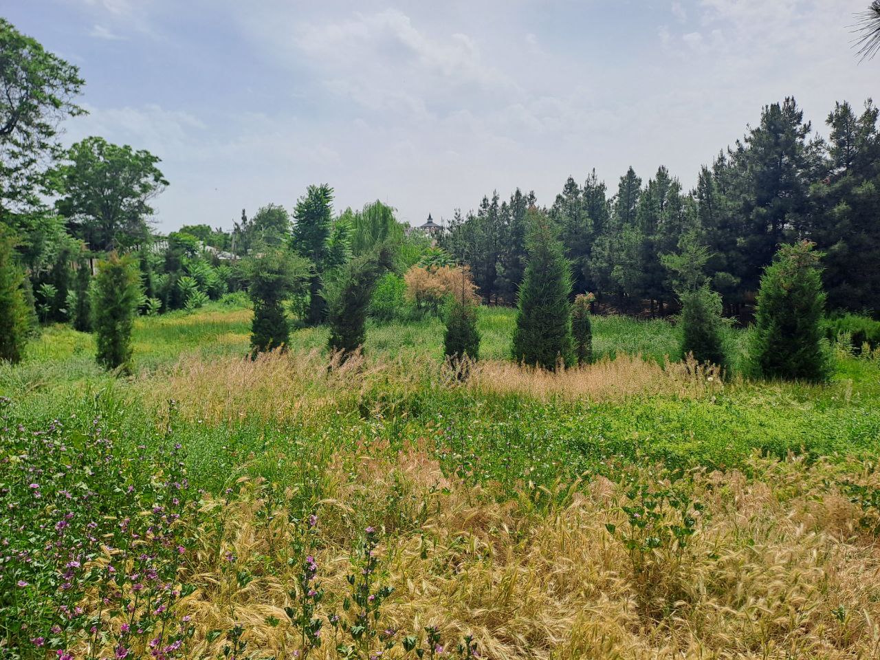 Kombinat hovlisi va yashil landshaft